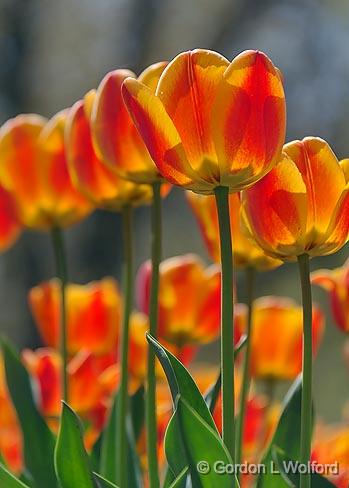 Backlit Orange Tulips_09726.jpg - Photographed at the 2011 Canadian Tulip Festival in Ottawa, Ontario, Canada.